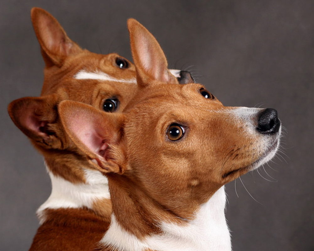 basenji (1)