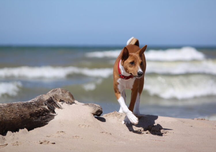 basenji (10)