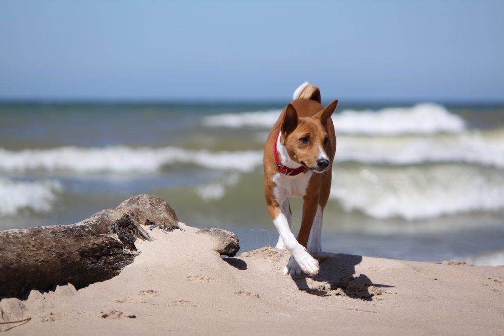 basenji (10)