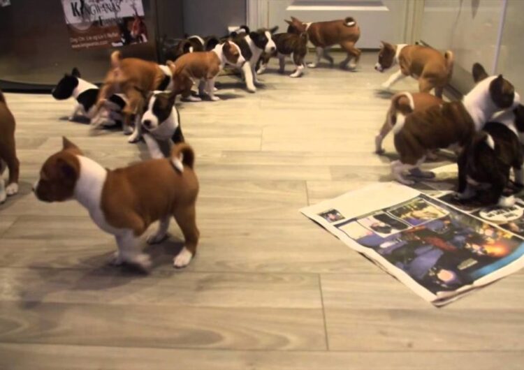basenji (11)
