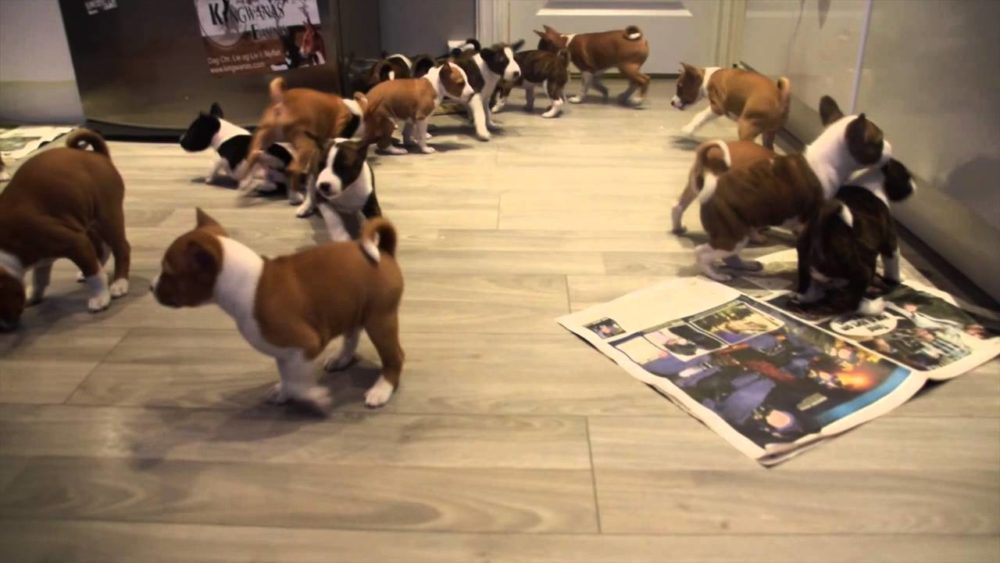 basenji (11)