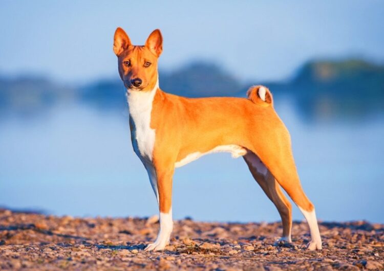 Basenji
