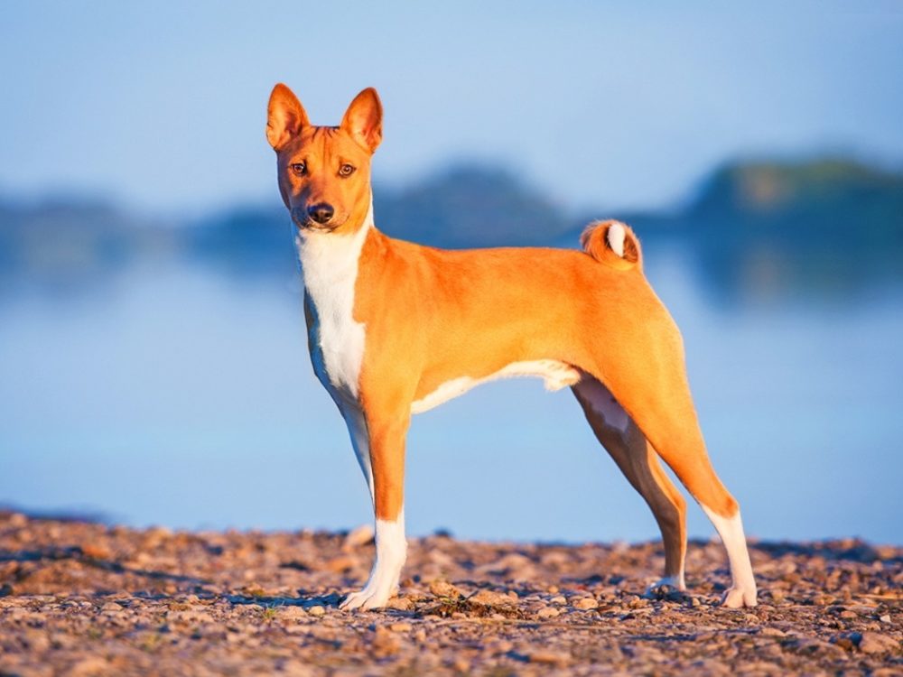 Basenji 