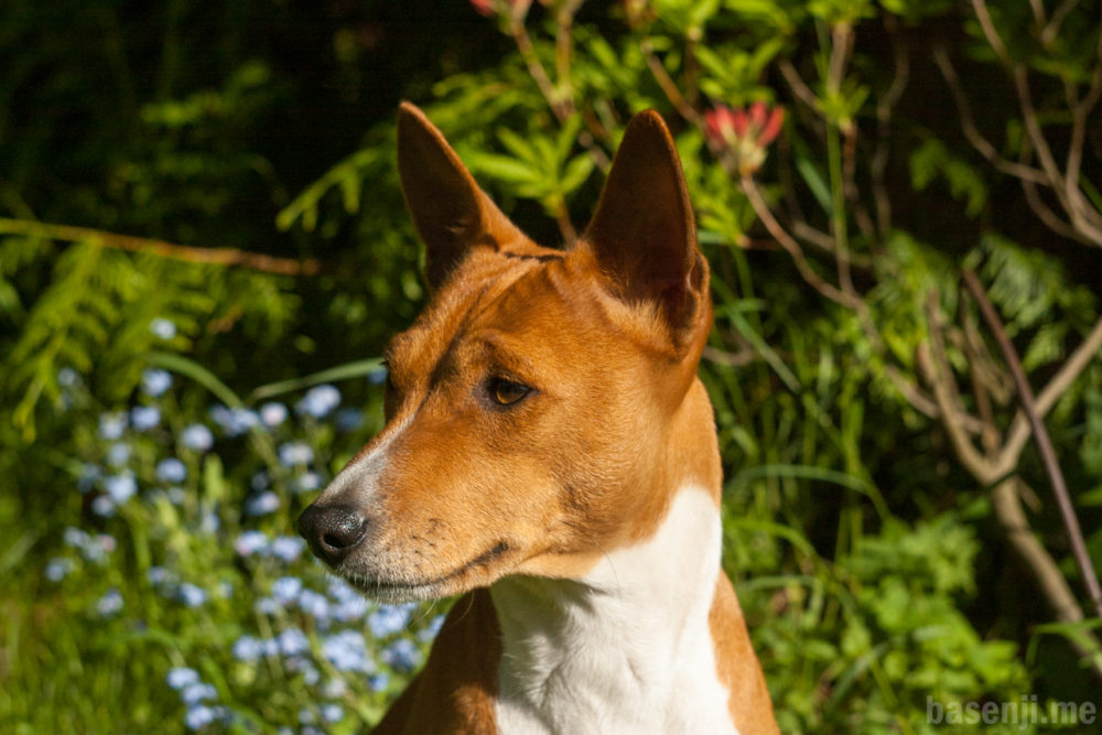 basenji (13)