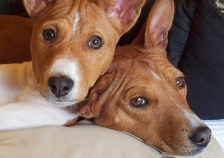 basenji (2)