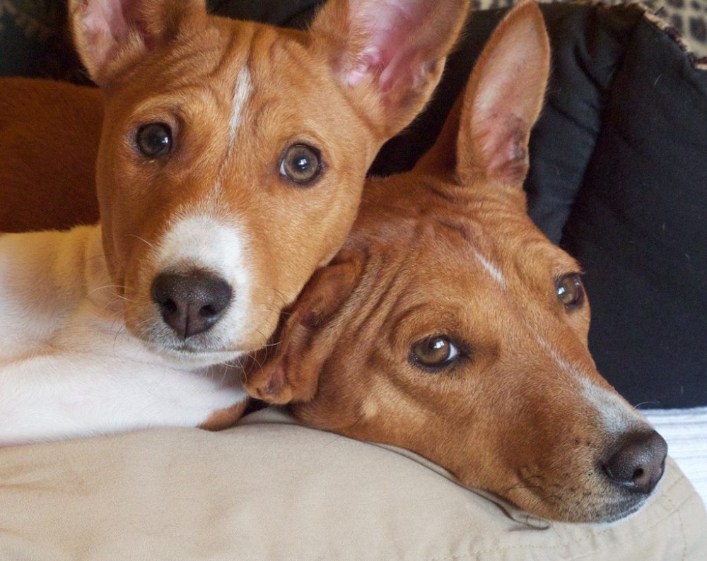 basenji (2)