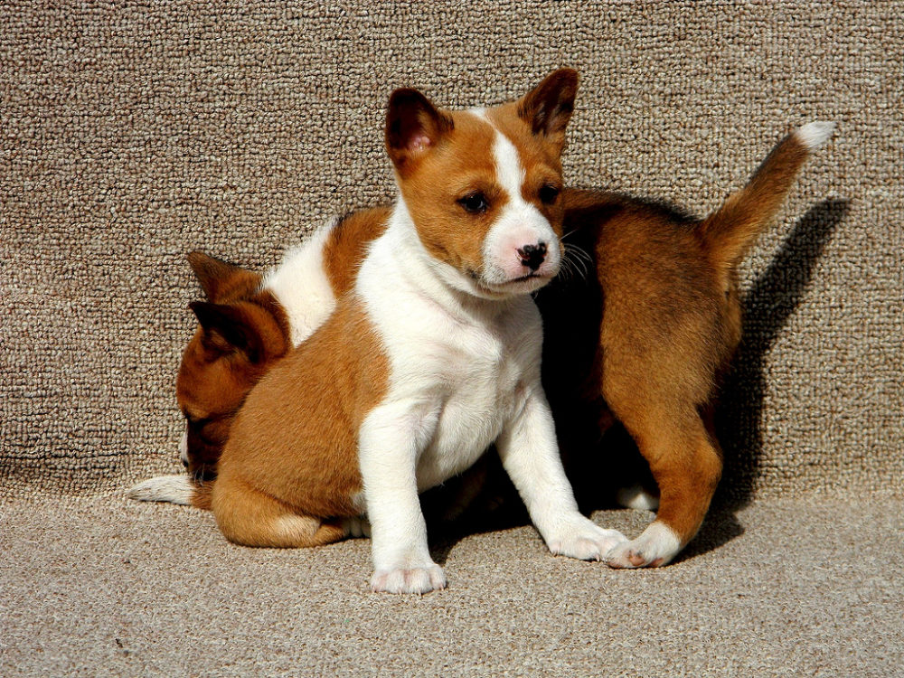 basenji (2)