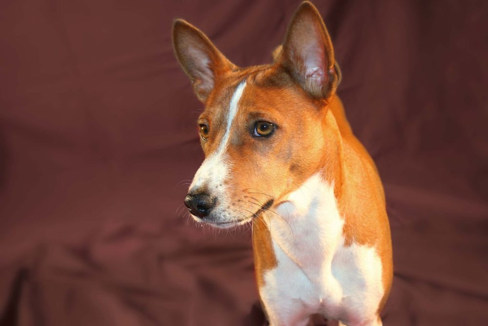 basenji (3)