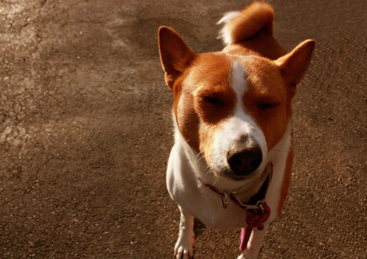 basenji (4)