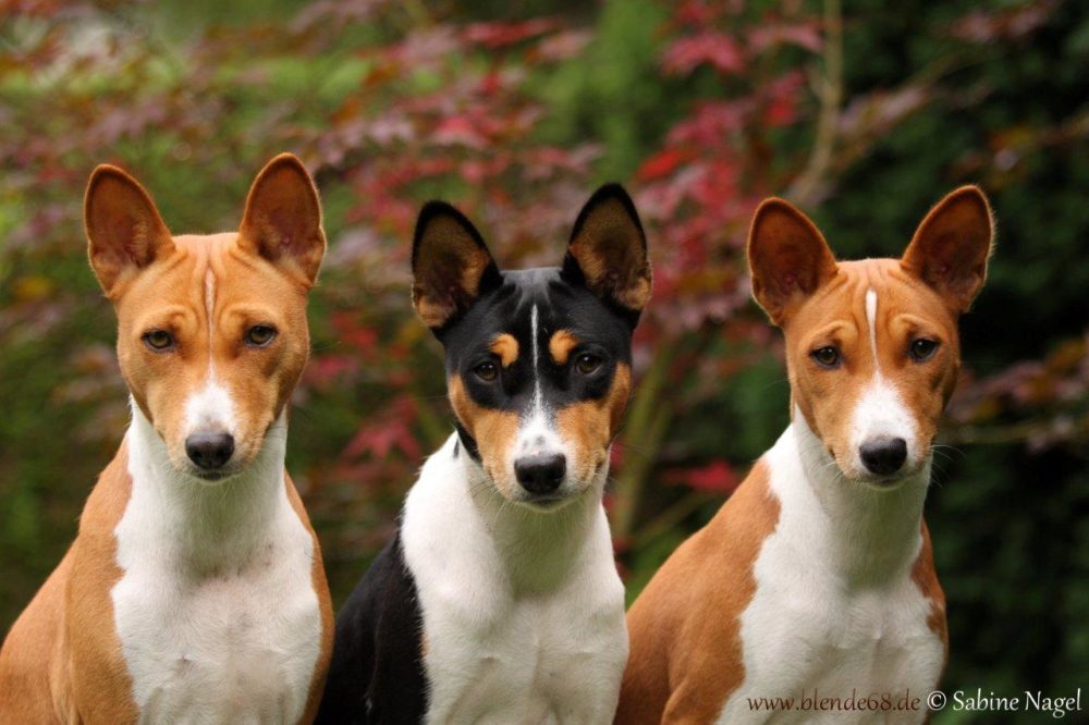 basenji (5)