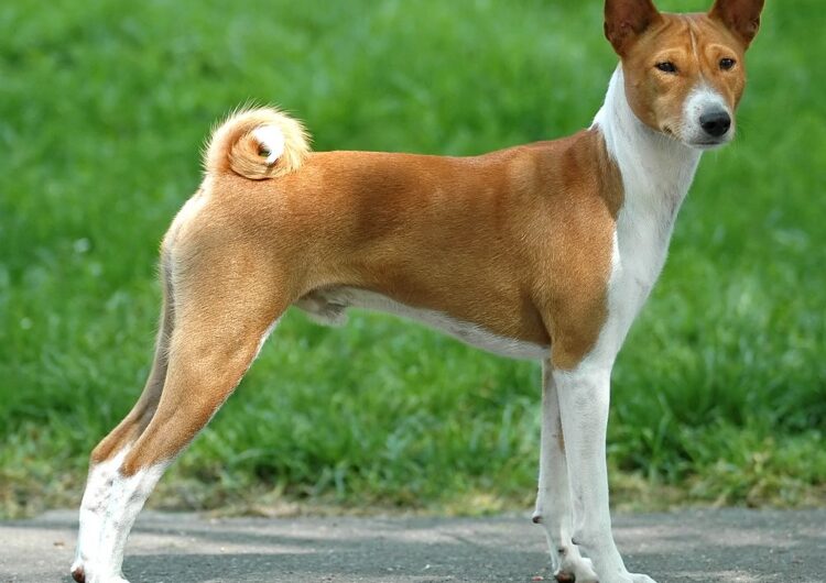 basenji (6)