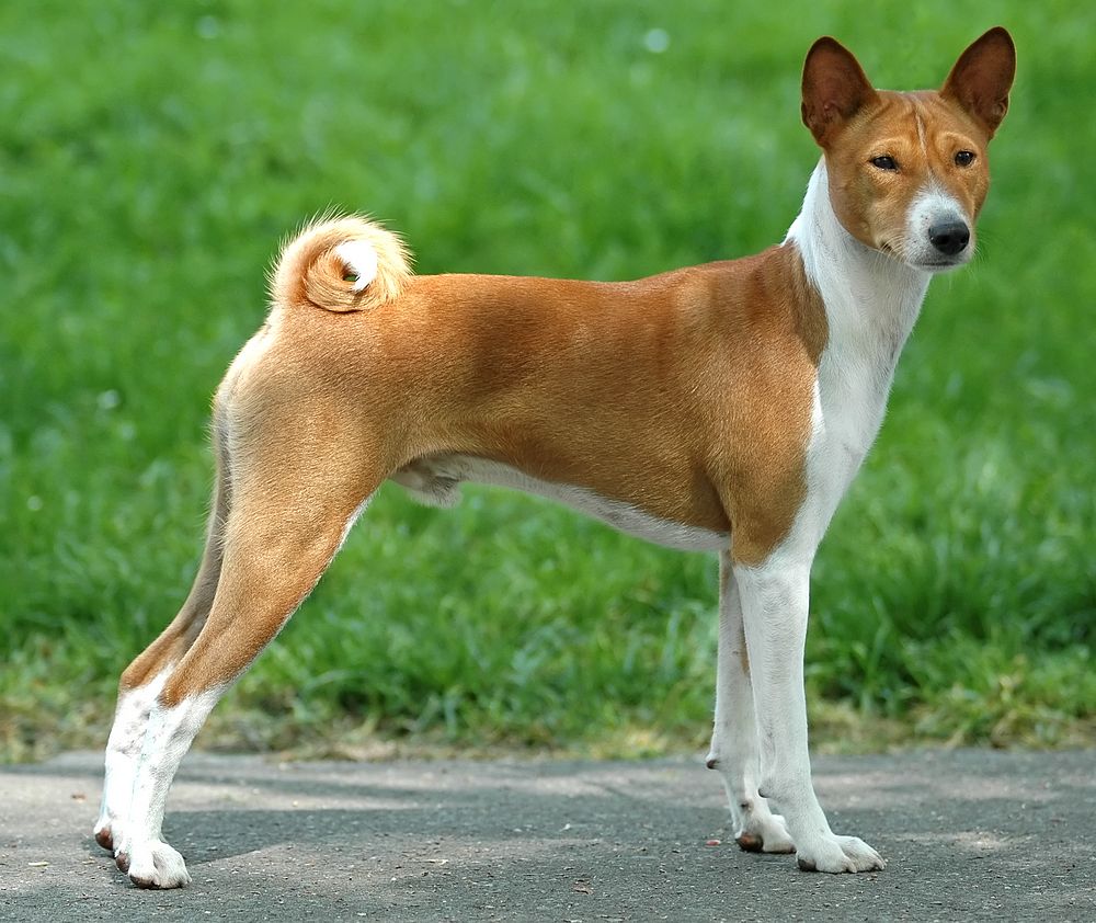 basenji (6)