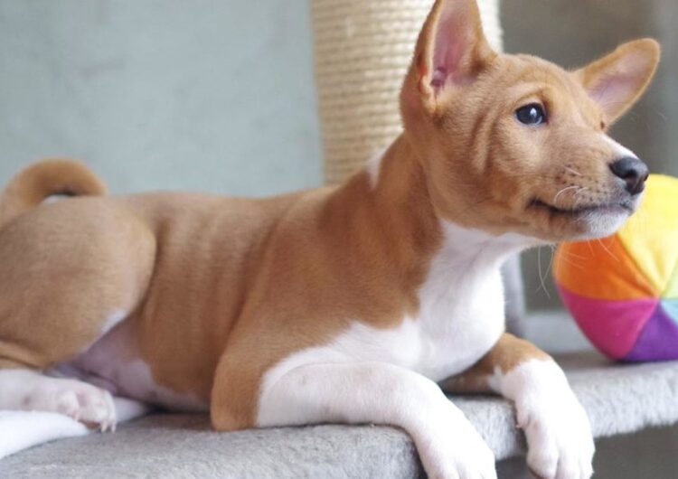 basenji (7)