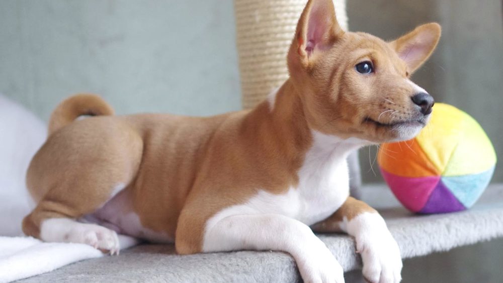 basenji (7)