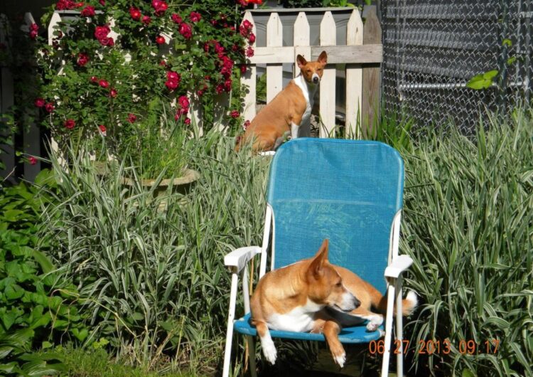 basenji (8)