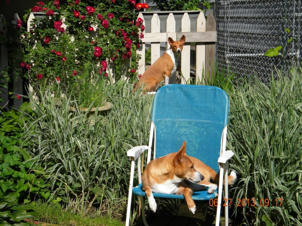 basenji (8)