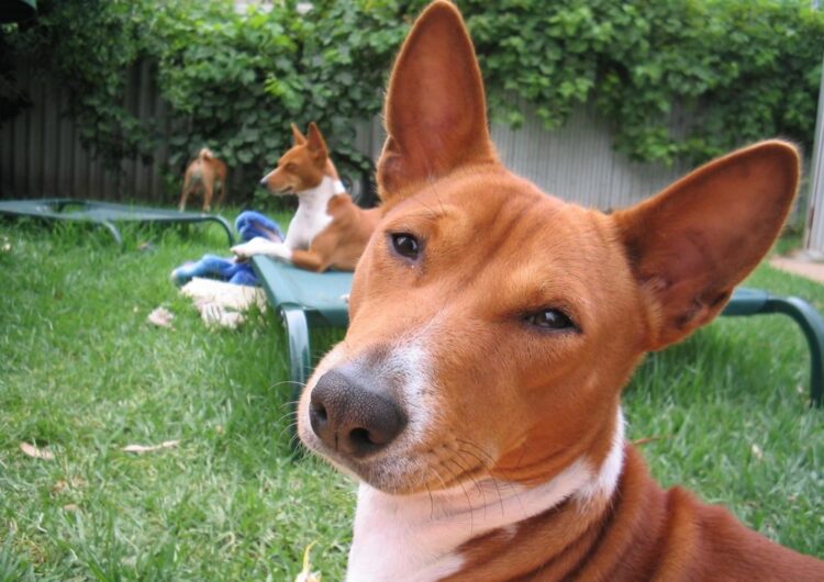 basenji (9)