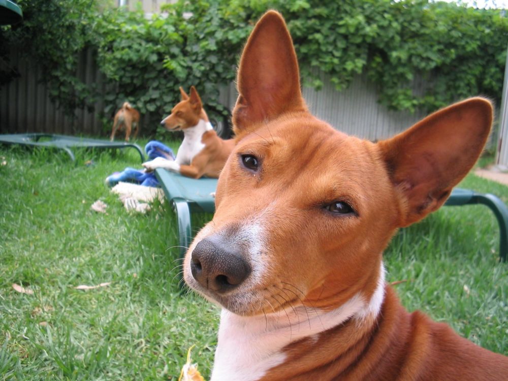 basenji (9)