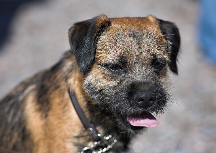 border-terrier (1)