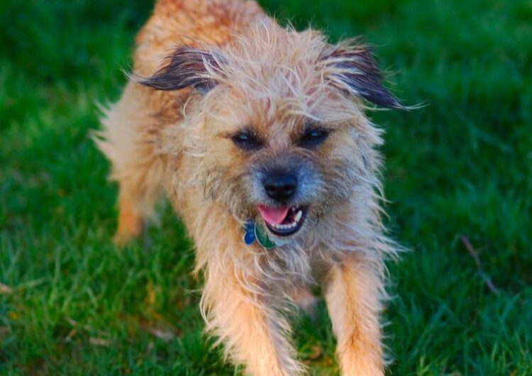 border-terrier (10)