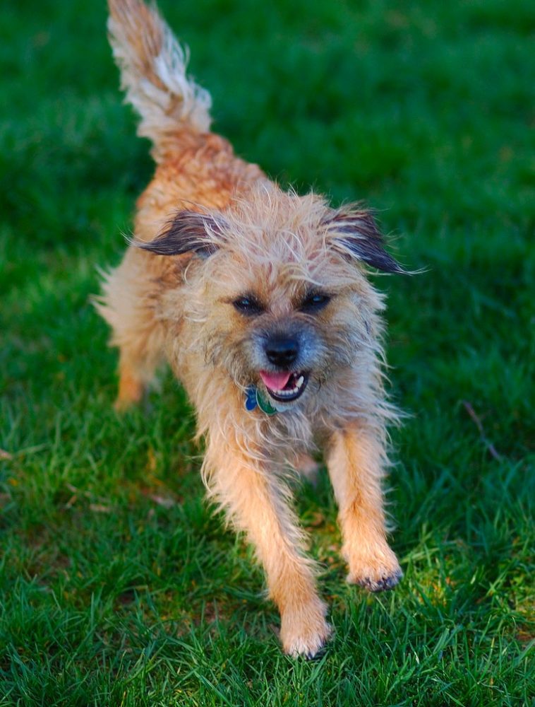 border-terrier (10)