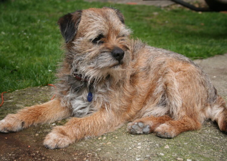 border-terrier (12)