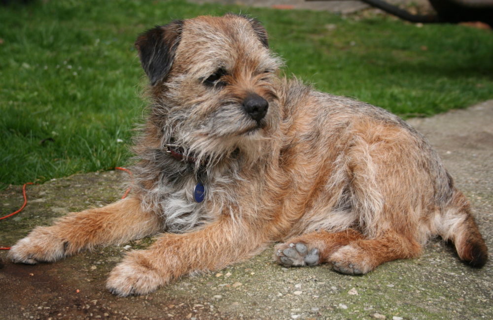 border-terrier (12)