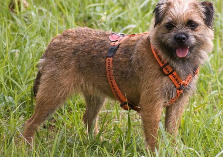 border-terrier (13)