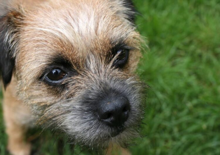 border-terrier (14)