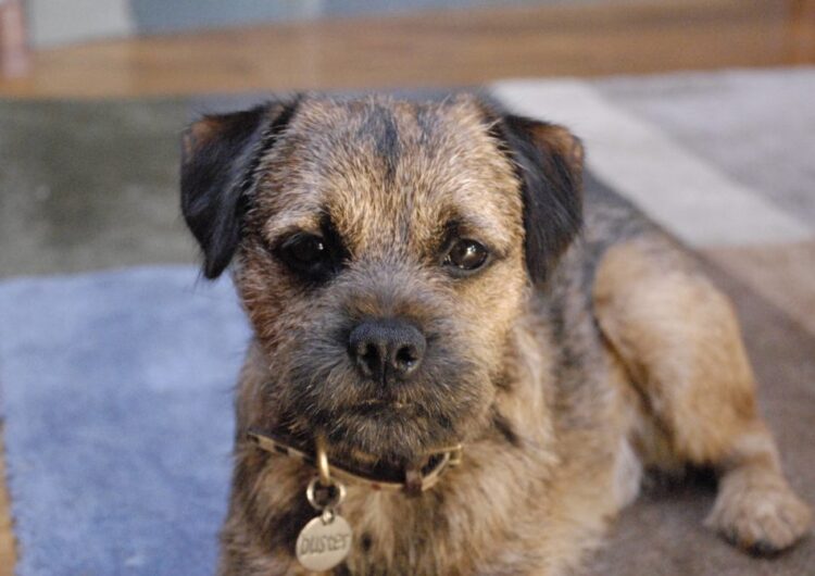 border-terrier (17)