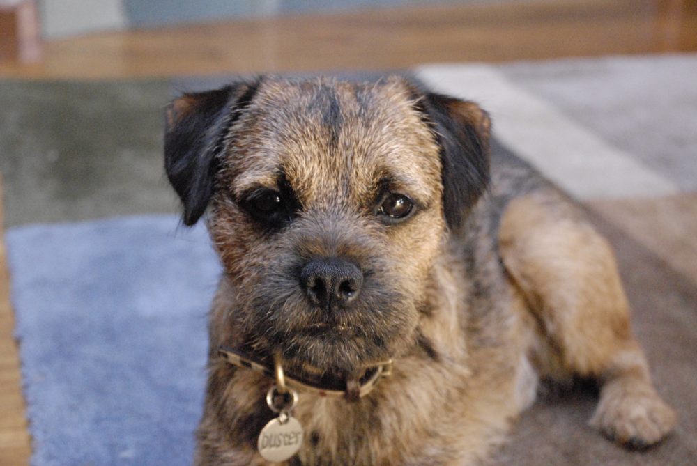 border-terrier (17)