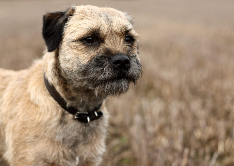 border-terrier (19)
