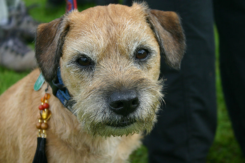 border-terrier (2)