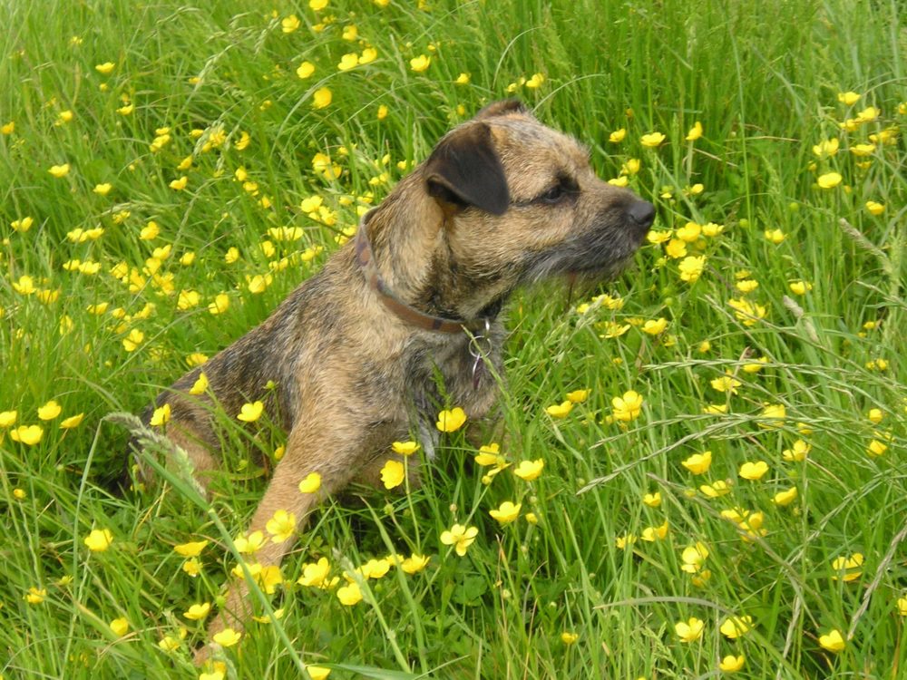 border-terrier (20)