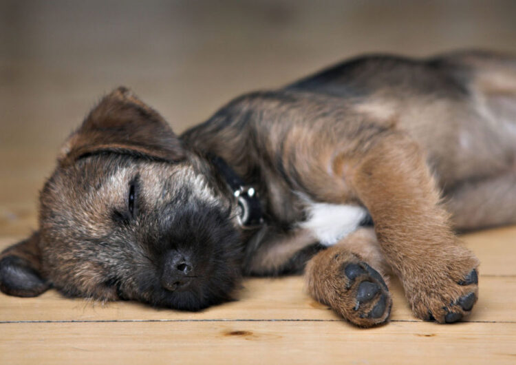 border-terrier (26)