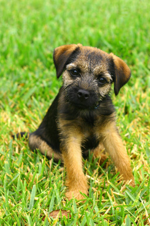 border-terrier (3)