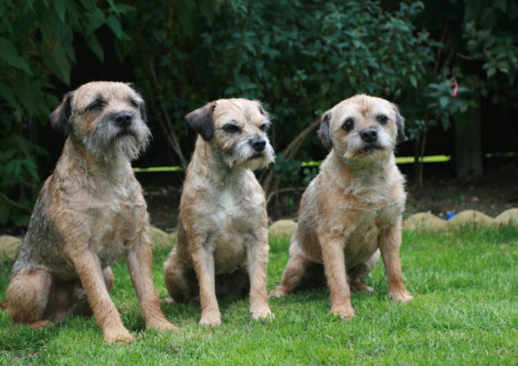 border-terrier (4)