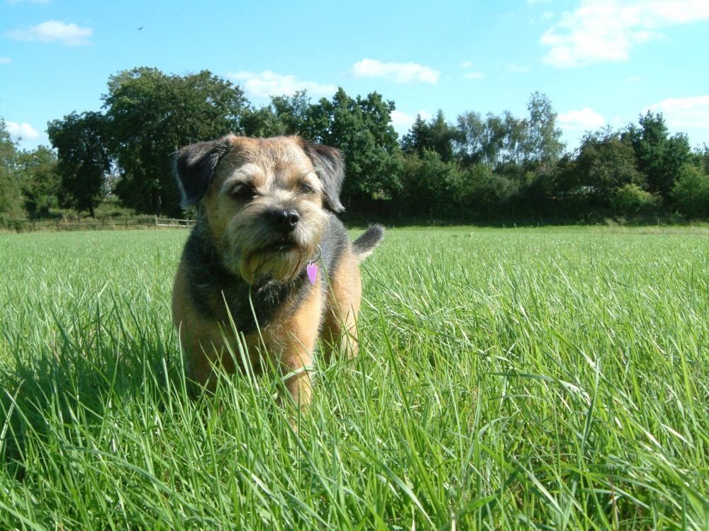 border-terrier (6)