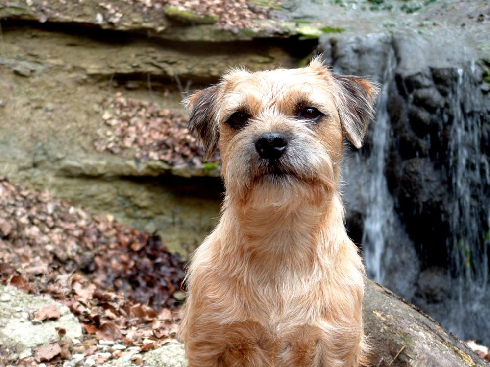 border-terrier (7)