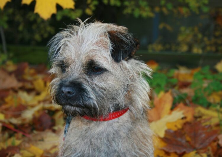 border-terrier (8)