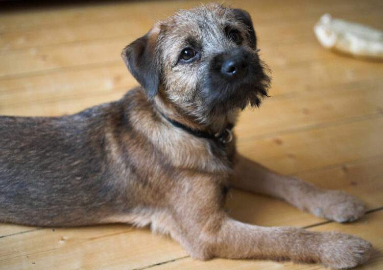 border-terrier (9)