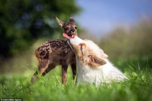 O cervo Hansi e a cachorra Lia se tornaram irmãos de coração. (Foto: Reprodução / Daily Mail UK)
