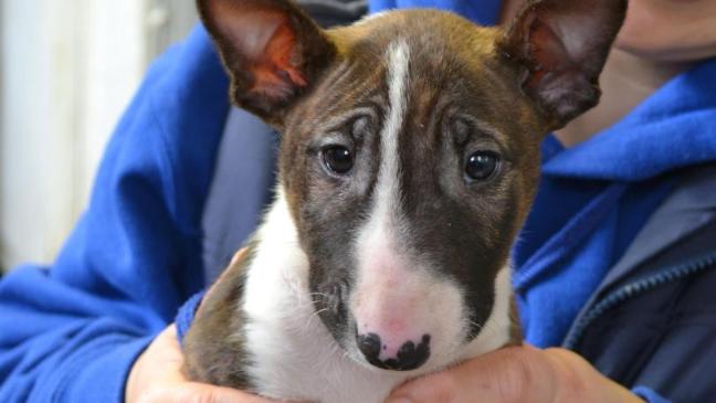 ONG descobre que cachorra resgatada é hermafrodita 1 A cachorra Matilda nasceu hermafrodita. (Foto: Reprodução / Bark Post)