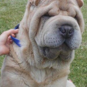 Cachorro resgatado precisa de cirurgia plástica para não perder visão e audição
