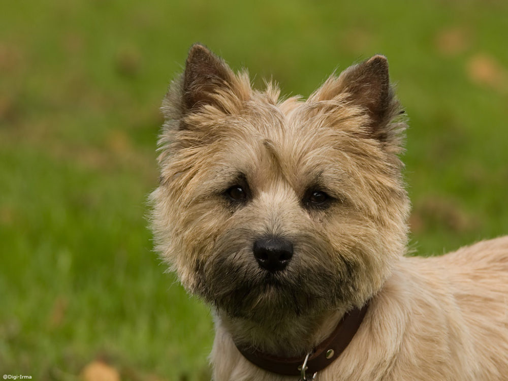 cairn-terrier (6)