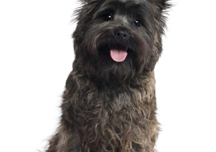 cairn-terrier (8)