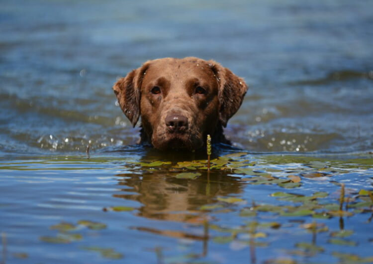 chesapeake-bay-retriever (12)