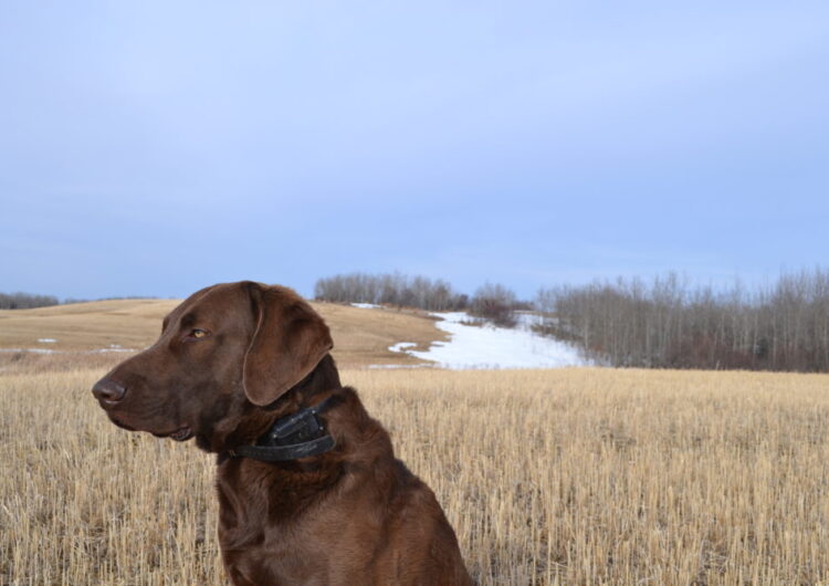 chesapeake-bay-retriever (13)