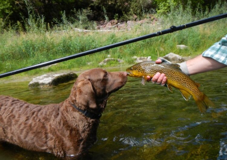chesapeake-bay-retriever (14)