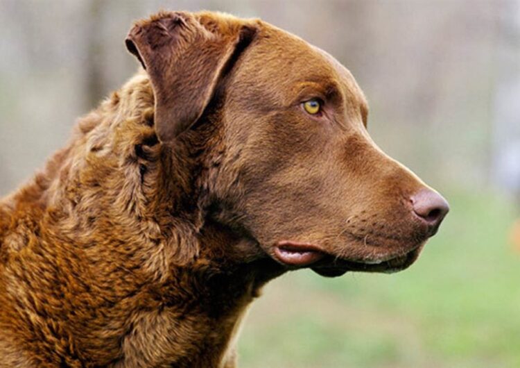 chesapeake-bay-retriever (18)